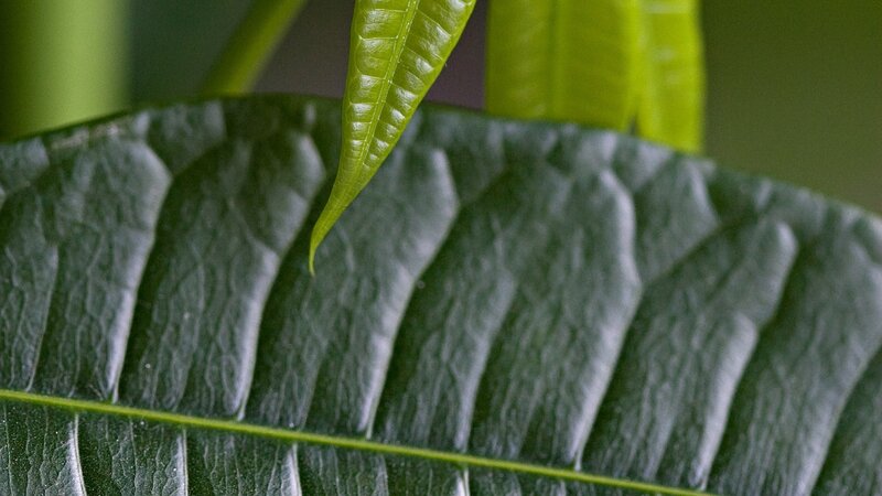 close-up of green leaves