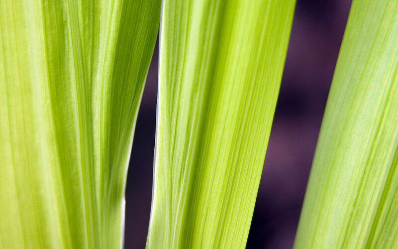 Close-up of green leaves