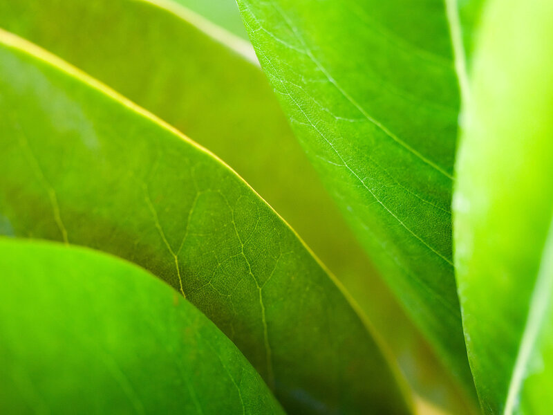 close-up of green leaves