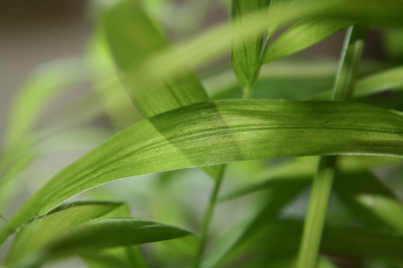 Close-up of green leaves