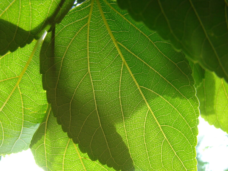 close-up of green leaves