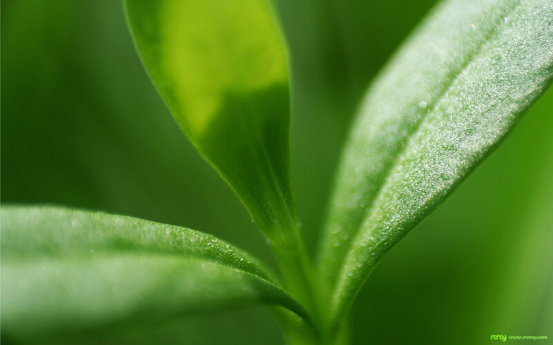 Close-up of green leaves