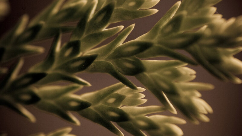close-up of green leaves
