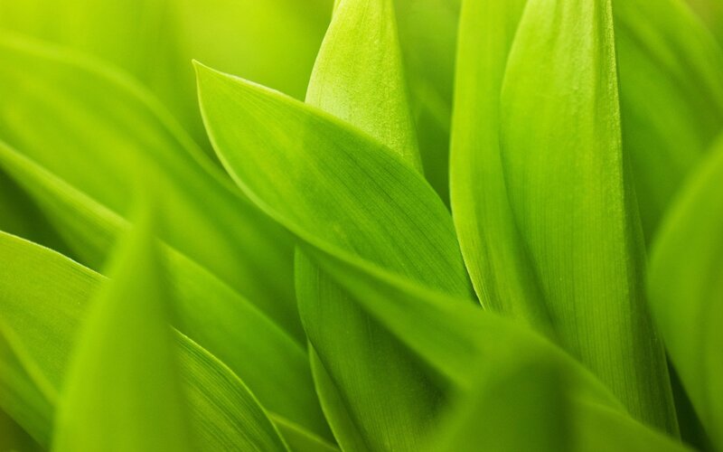 Close-up of green leaves