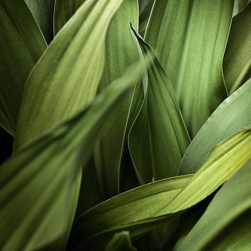 Close-up of green leaves