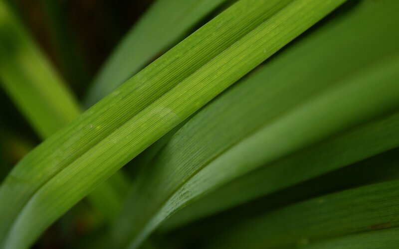close-up of green leaves