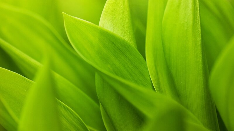 Close-up of green leaves