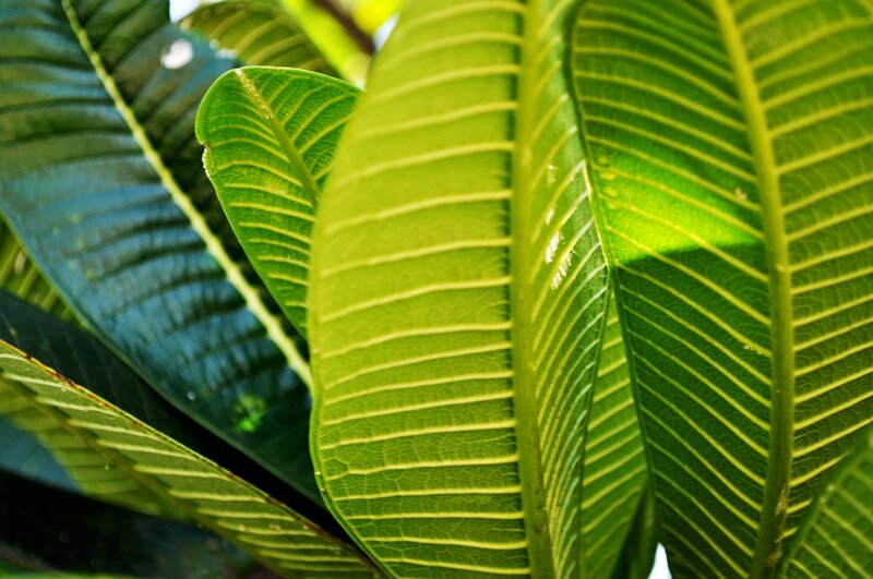 close-up of green leaves