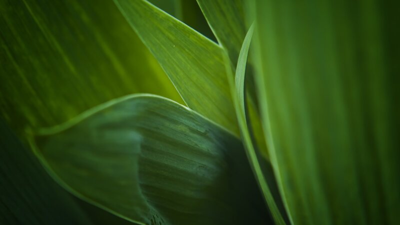 Close-up of green leaves