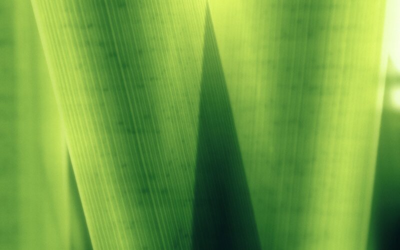 Close-up of green leaves