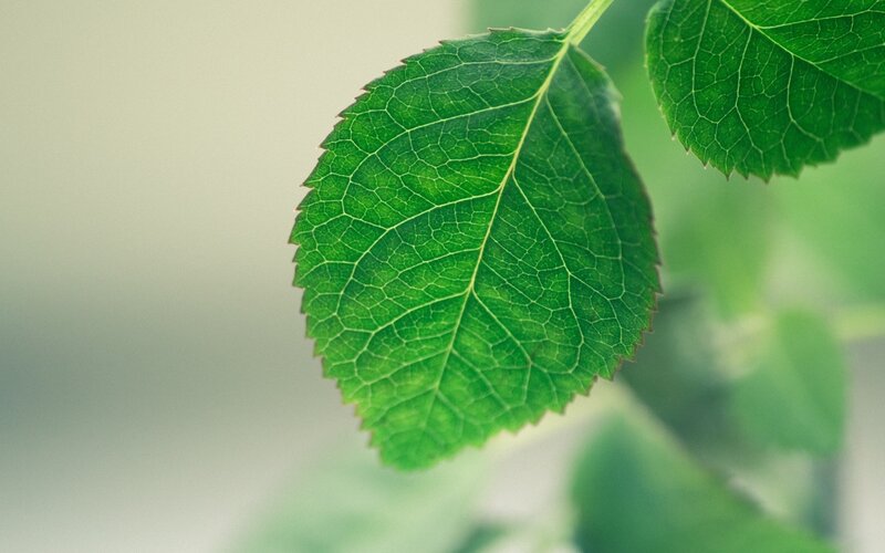 Close-up of green leaves