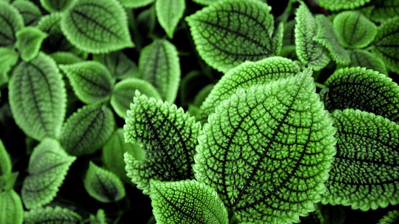 Close-up of green leaves