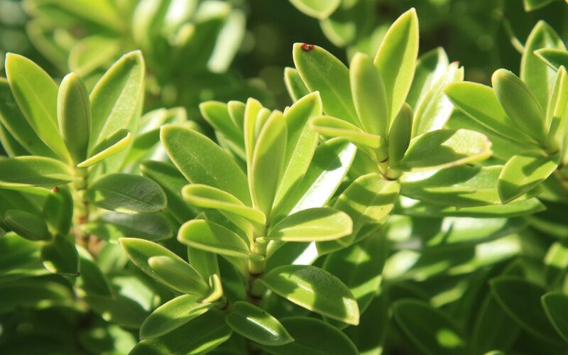 close-up of green leaves