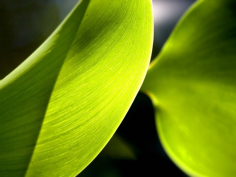 Close-up of green leaves