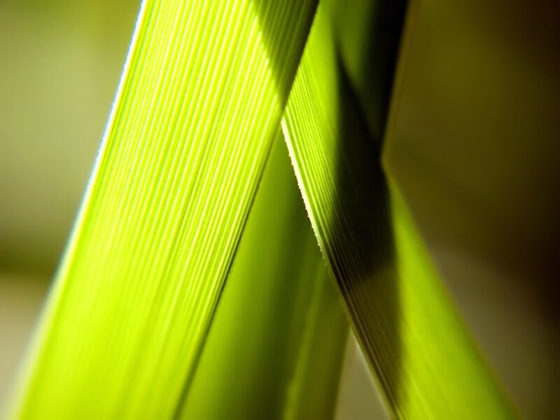 Close-up of green leaves