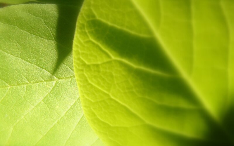 Close-up of green leaves