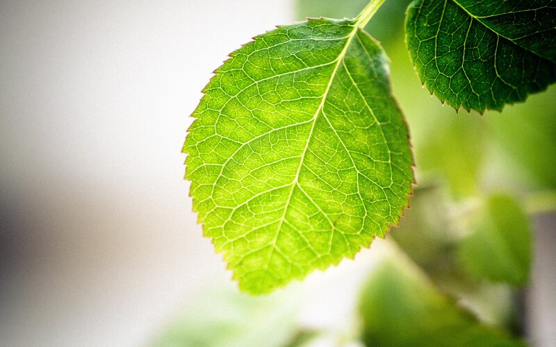 Close-up of green leaves