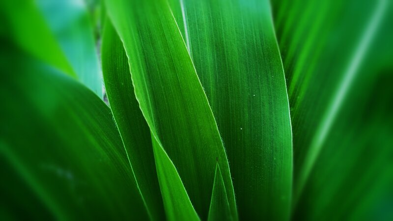 Close-up of green leaves