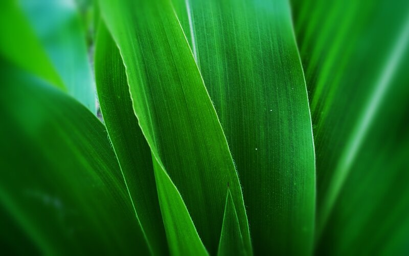 Close-up of green leaves