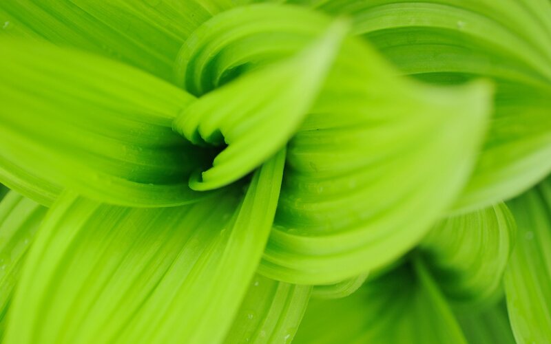 close-up of green leaves