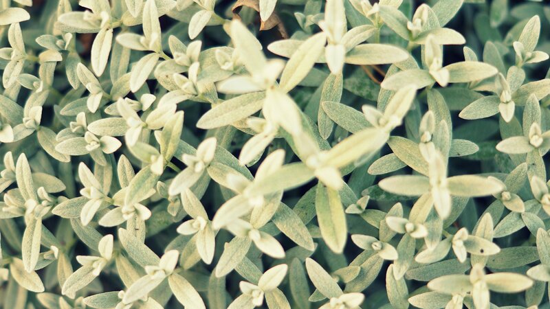 close-up of green leaves