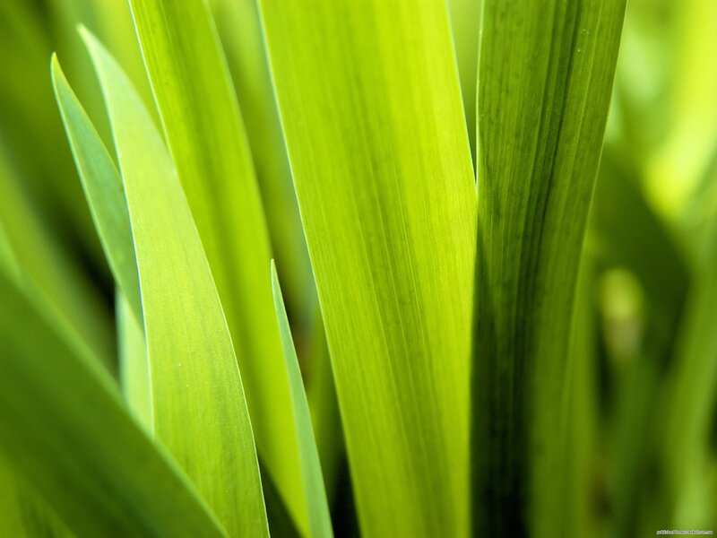 Close-up of green leaves