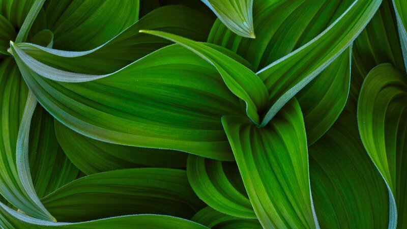 Close-up of green leaves
