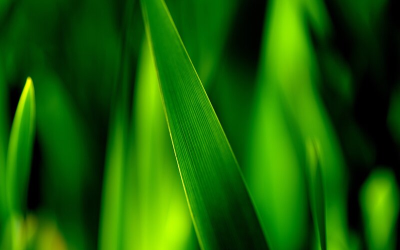 Close-up of green leaves