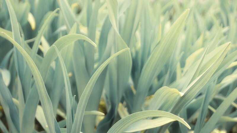Close-up of green leaves