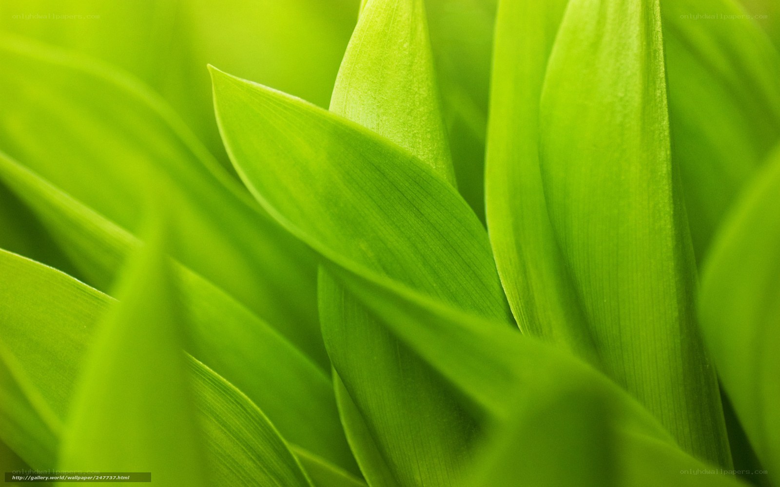 Close-up of green leaves