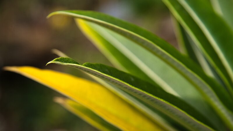 close-up of green leaves