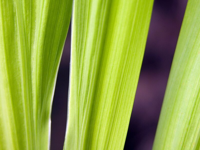 close-up of green leaves