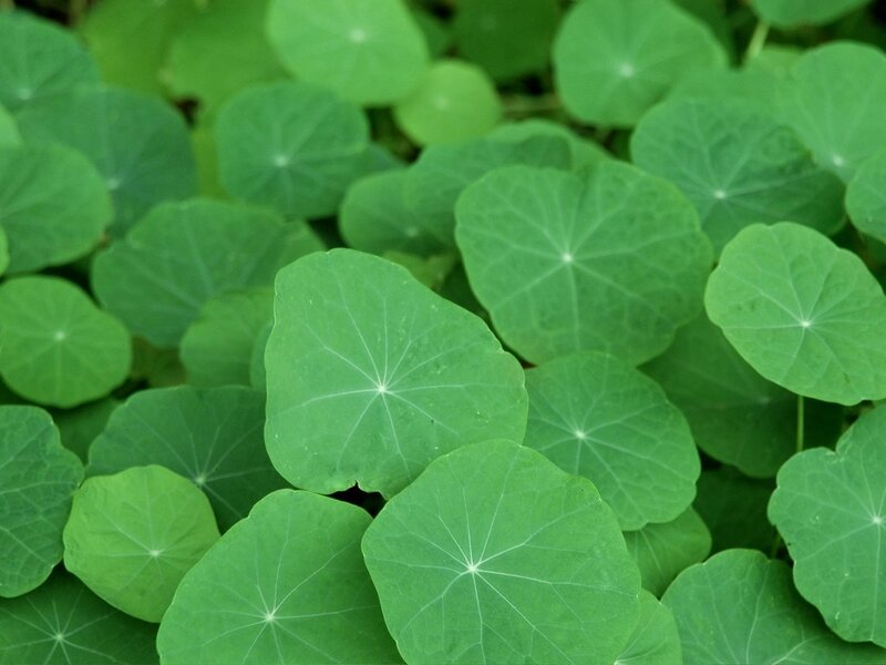 close-up of green leaves