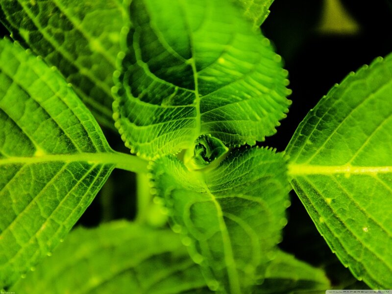 Close-up of green leaves