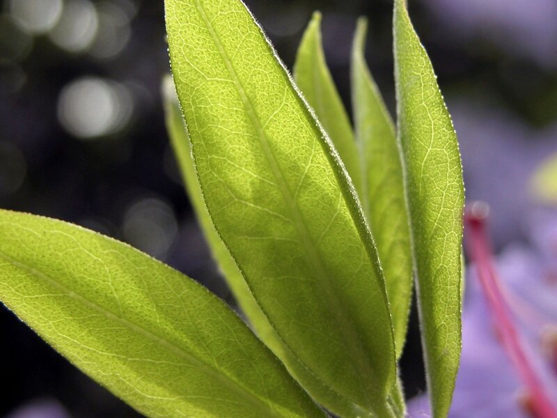 Close-up of green leaves
