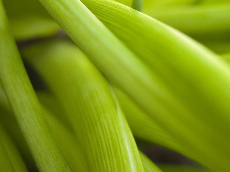 Close-up of green leaves