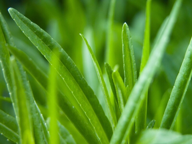 close-up of green leaves