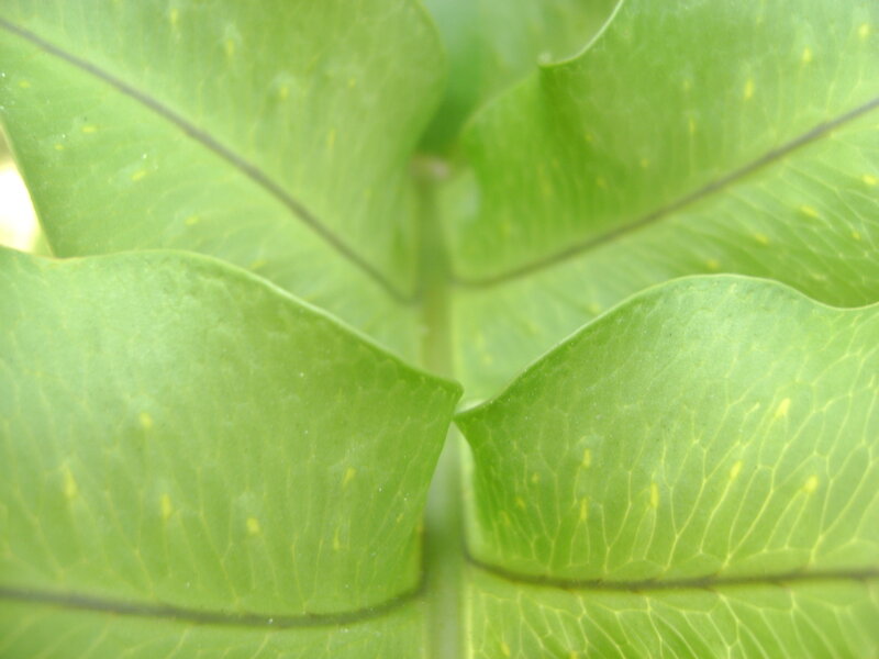 close-up of green leaves