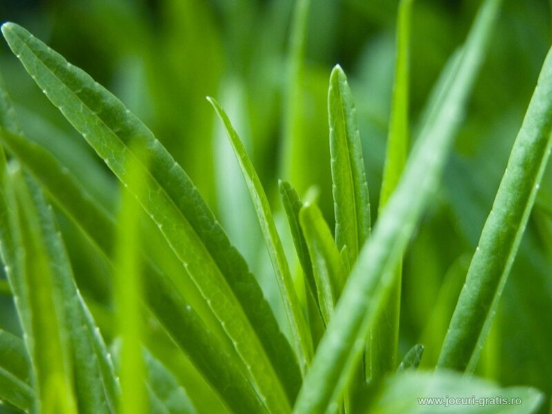 Close-up of green leaves
