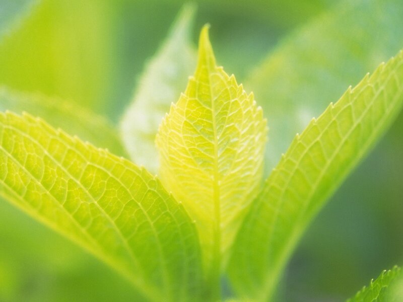 Close-up of green leaves