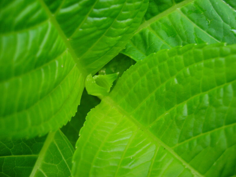 Close-up of green leaves