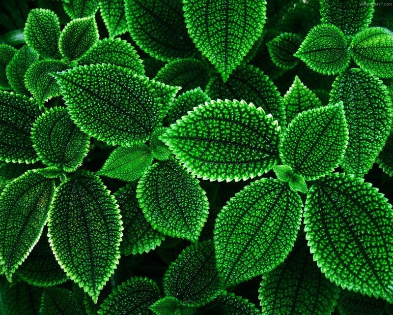 Close-up of green leaves