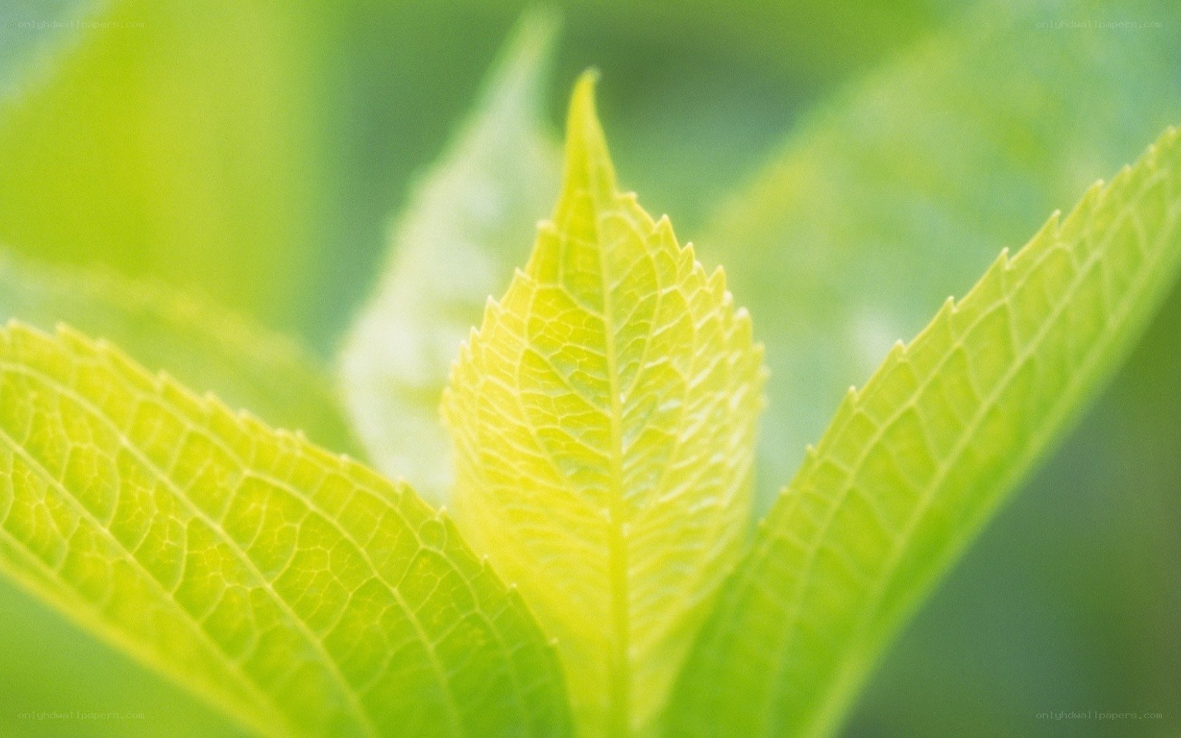 Close-up of green leaves