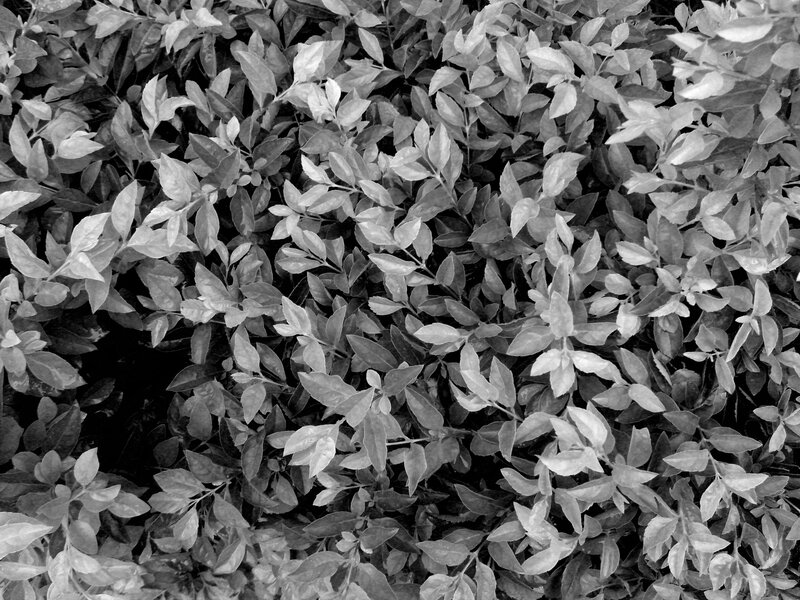 Close-up of Green Leaves — Black