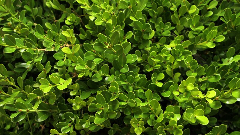Close-up of Green Leaves — Calm, Photograph, Branches