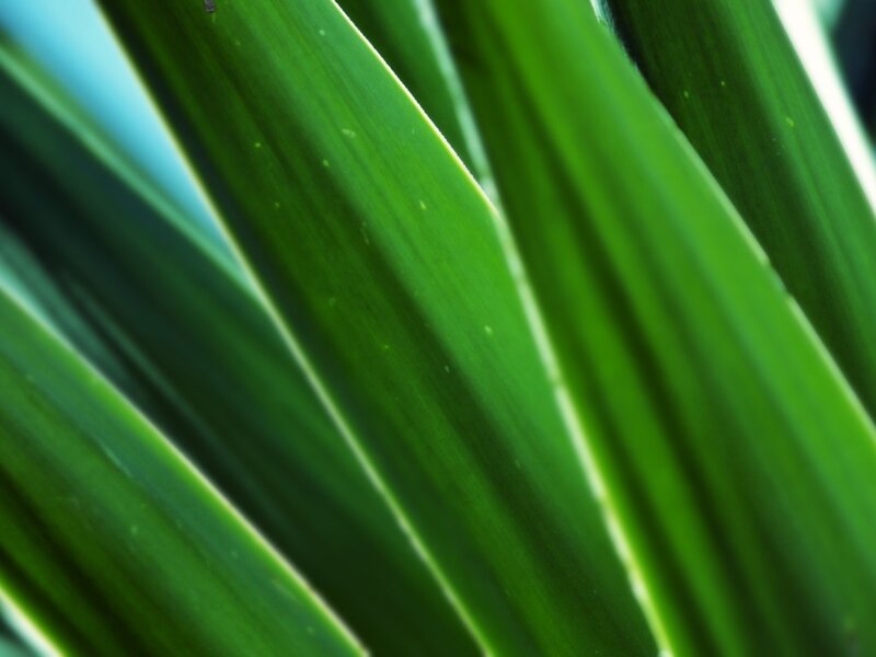 Close-up of Green Leaves — Calm, Photograph, Light