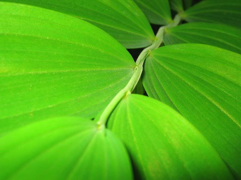 Close-up of Green Leaves — Calm, Photograph, Stem