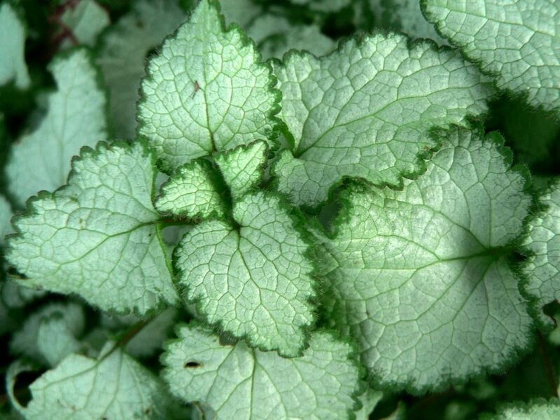 Close-up of Green Leaves — Calm, Photograph