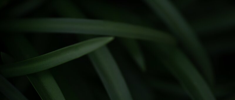 Close-up of Green Leaves — Dark, Photograph