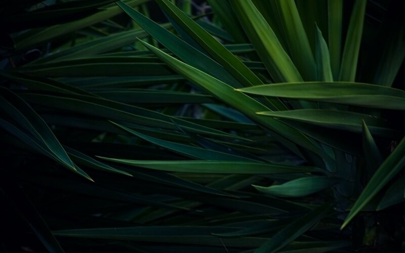 Close-up of Green Leaves — Dark